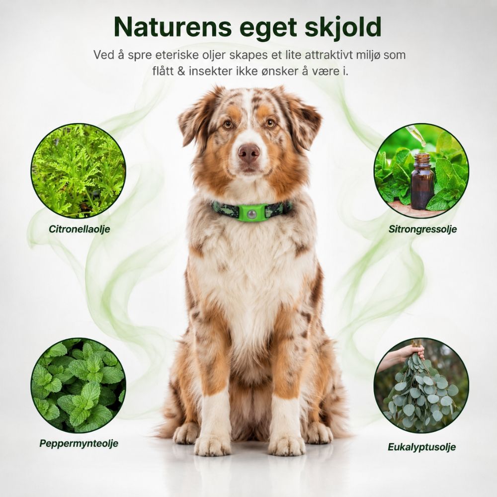 Naturlig flåtthalsbånd – beskyttelse uten kjemikalier i blodet