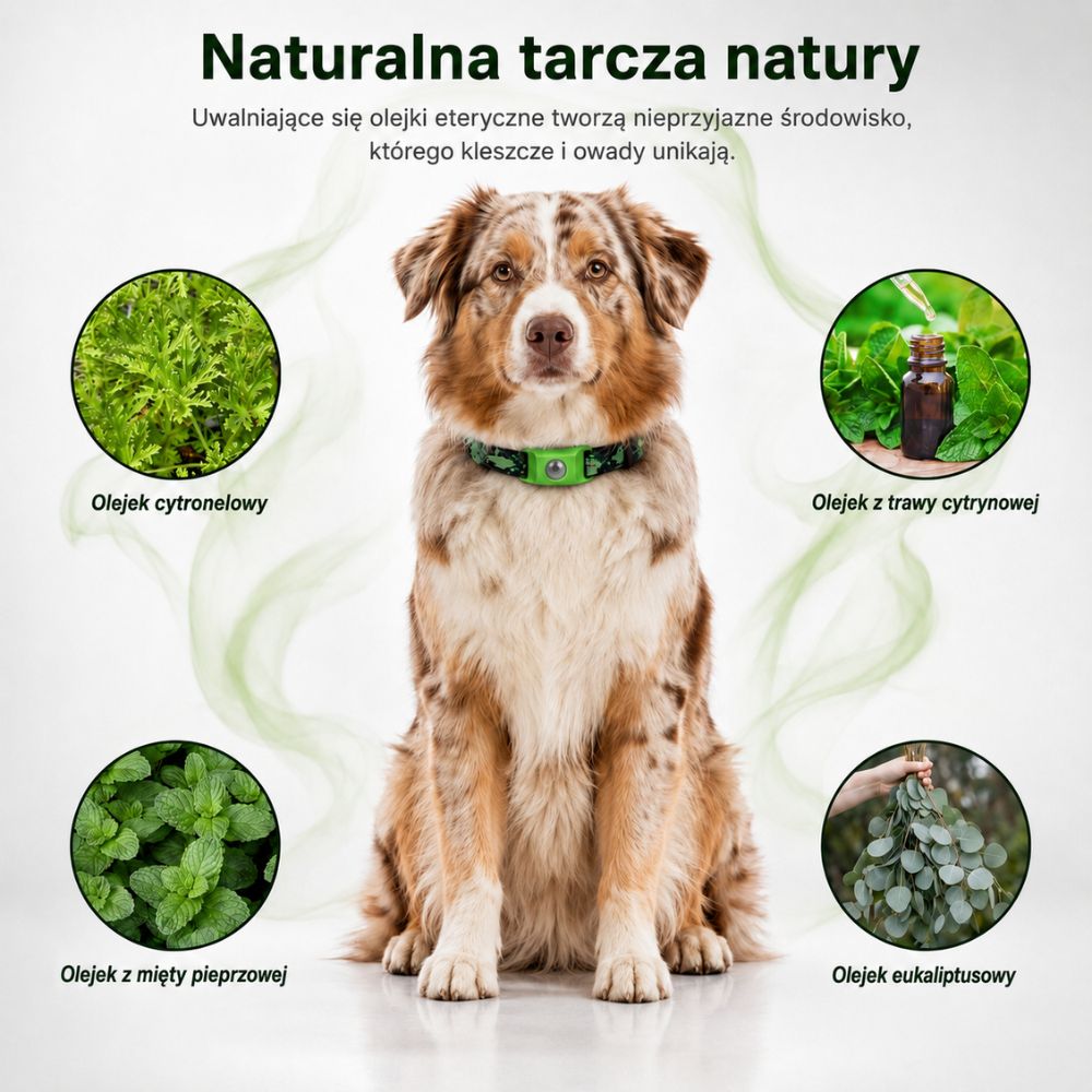Naturalna obroża przeciw kleszczom – ochrona bez substancji chemicznych we krwi