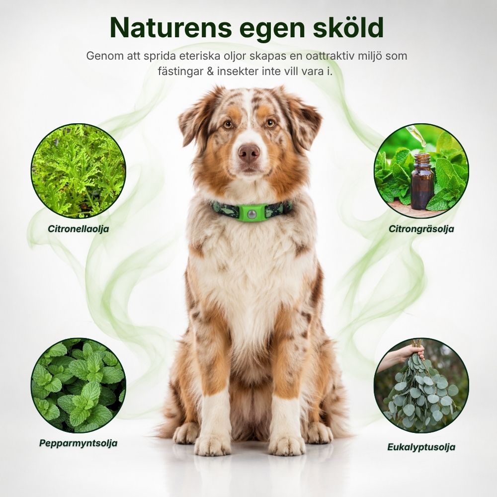 Naturlig Flåthalsbånd – Beskyttelse Uten Kjemikalier i Blodet